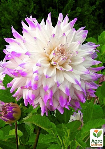 Георгина "Ferncliff Illusion" (гигантский цветок) - фото 2