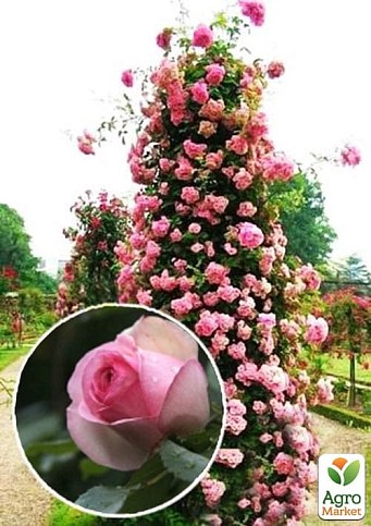 Роза плетистая "Eden Rose" (саженец класса АА+) высший сорт