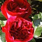Роза парковая "Ред Эден Роуз" (саженец класса АА+) высший сорт