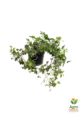 Плющ звичайний 2-х річний "Ivalace" С2 висота 25-50см - фото 2