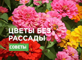Однорічники без розсади, іди однорічних квітів для посадки без розсади - Agro-Market