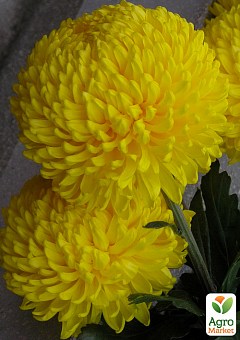 Хризантема  "Mimizan Jaune" (низкорослая крупноцветковая)2