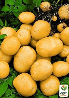 Купить сортовой посевной картофель в Одессе, Киеве и по всей Украине.