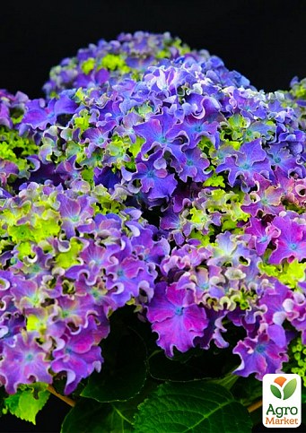 Гортензія крупнолиста кучерява "Curly Sparkle Blue Purple"