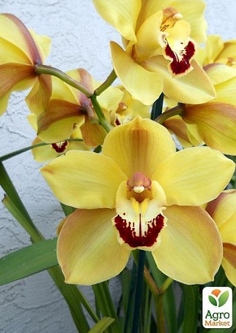 Цимбідіум мікс "Сонячні промені" (Cymbidium mixed) дм 14 см вис. 80 см