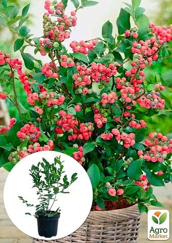 Голубика (черника садовая) 2 года "Пинк Блюберри" (Blueberry) С2 высота 40-50см