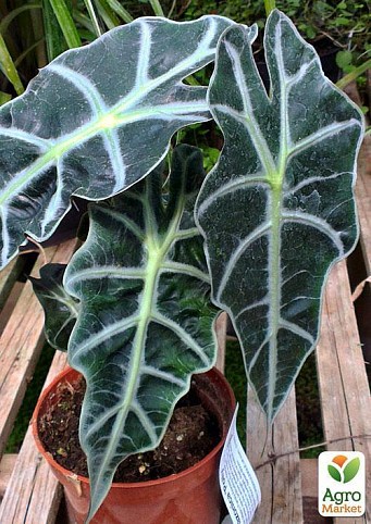 Алоказия "Бамбино" (Alocasia Bambino Arrow) дм 12 см выс. 38см
