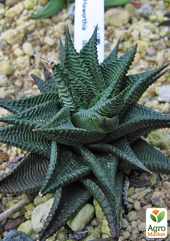 LMTD Хавортия Лимолистная (Haworthia limifolia) высота растения 10см