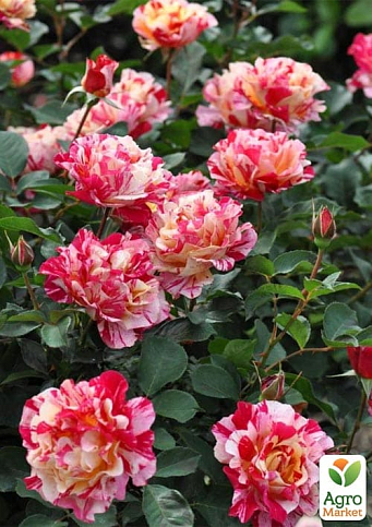 Троянда плетиста "Vanille Fraise" (саджанець класу АА+) вищий сорт