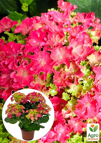 LMTD Гортензія крупнолиста кучерява квітуча 2-х річна "Sparkle Pink" (25-35см)