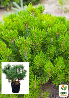 Сосна горная "Мугус" (Pinus mugo Mughus) С2, высота 15-20см12