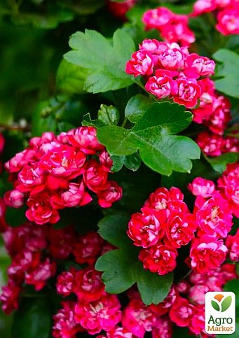 Глід декоративний "Пауль Скарлет" (Crataegus laevigata Pauls Scarlet)
