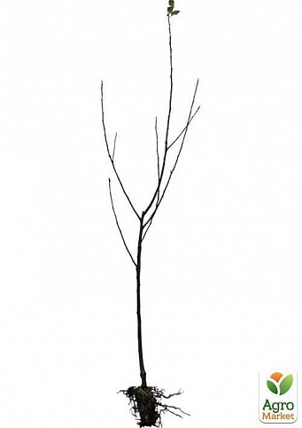 Дерево-сад Яблоня "Ред Чиф+Эрли Женева+Голден" - фото 5