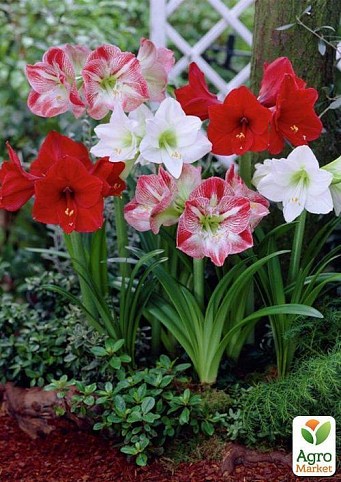 Гиппеаструм  микс "Hippeastrum mixed 3 srt." дм13 см выс. 20 см
