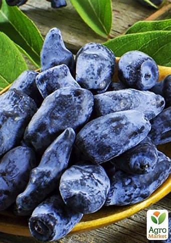 Жимолость "Гордость Бакчара" (средний срок созревания, крупноплодный сорт) - фото 3