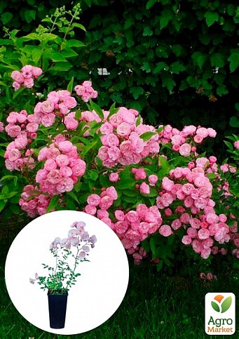 Троянда у контейнері мускусний гібрид "Heavenly Pink" (саджанець класу АА+)