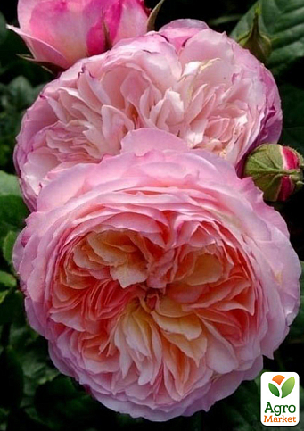 Троянда штамбова "Констанція" (Constance) (саджанець класу АА+) - фото 3