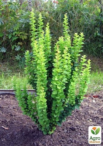 Барбарис Тунберга Erecta (контейнер 1л, высота 15-18 см)