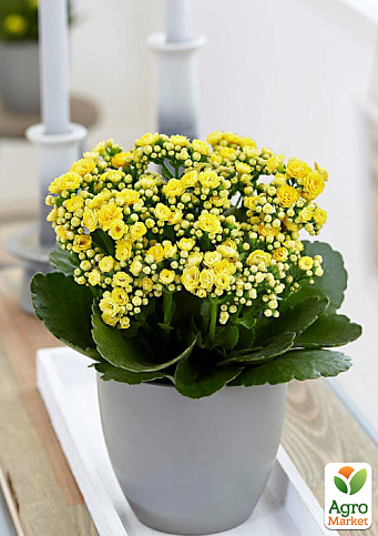 Каланхоэ Блоссфельда "Yellow" (Kalanchoe Blossfeldiana) (Нидерланды)