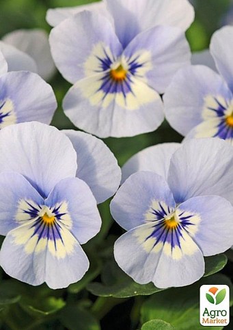 Віола (Viola Cornuta) "Marina"