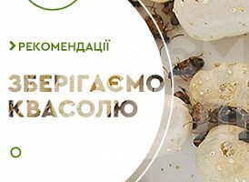Як позбутися від жучків в квасолі - корисні статті про садівництво від Agro-Market