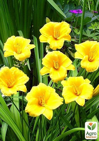 Лилейник "Stella de Oro" 1шт в упаковке