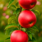 Яблуня колоновидна "Арбат" (осінній сорт) купить