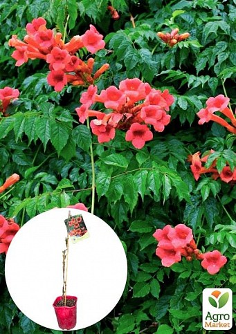 Кампсис укореняющийся 2-х летний "Фламенко"(Campsis radicans ’Flamenko’) С2 высота 30-60см