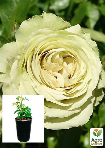 Роза в контейнере мелкоцветковая "Лавли Грин" (саженец класса АА+) 