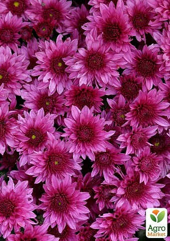 Хризантема мультифлора куляста "Superba Pink"