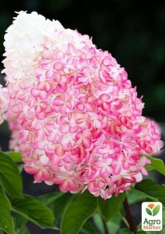 Гортензія волотиста "Pink & Rose" вазон Р92