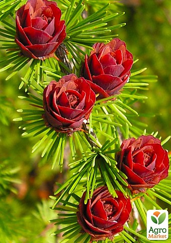 Модрина Даурська (Larix Gmelinii) горщик P9