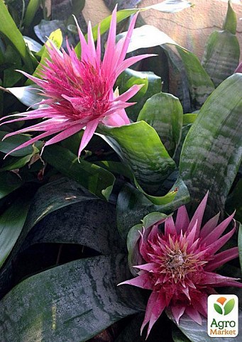 Ехмея "Рожева красуня" (Aechmea Primera) дм 15 см вис. 60 см