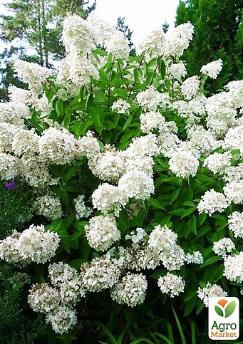 Гортензия метельчатая "Grandiflora" (контейнер P9)