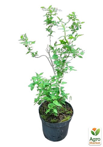 Жасмин садовий 4-х річний "Суничний" (С7,5 висота 80-100см) - фото 2