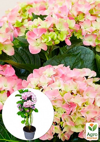 LMTD Гортензия крупнолистная цветущая 4-х летняя "Rembrandt Dolce Chic" (40-60см)