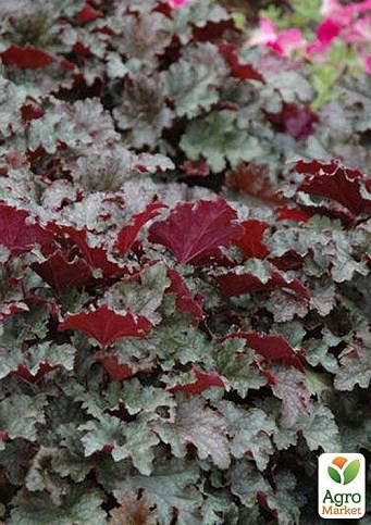 Гейхера (Heuchera) "Stormy Seas" 1 шт