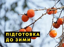 Як підготувати хурму до зими - корисні статті про садівництво від Agro-Market
