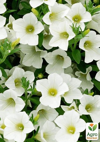 Сурфиния "Trable White" (контейнер № 10, высота 10-15 см)