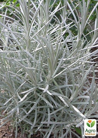 Мини-карри (Helichrysum italicum Aladin)
