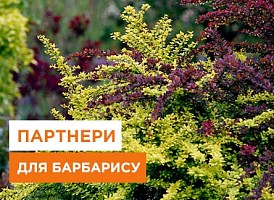 Сусіди барбарису, що посадити поруч із барбарисом? | Agro-Market