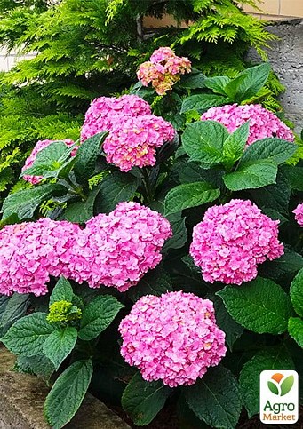 LMTD Гортензія махрова квітуча 2-річна "Romans" (25-35см) серія You&Me - фото 2