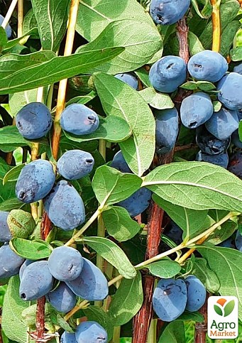 Жимолость "Сердце гиганта" (Канадская селекция, среднеранний, крупноплодный сорт) - фото 2