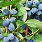 Жимолость "Сердце гиганта" (Канадская селекция, среднеранний, крупноплодный сорт) купить