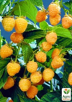 Малина "Голден Куїн" (Golden Queen) (середньо-ранній термін дозрівання, великоплідний сорт)2