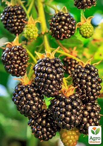 Ожина "Торнлес Евергрін" (Rubus fruticosus "Thornless Evergreen") вазон П9