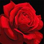 Картина по номерам - Красная роза  Идейка KHO3238