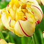 Тюльпан "Glamour Unique" (размер 11/12 , крупный) 3шт в упаковке