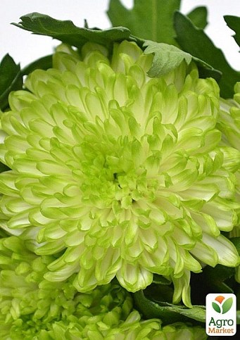 Хризантема срезочная "Zembla Lime"
