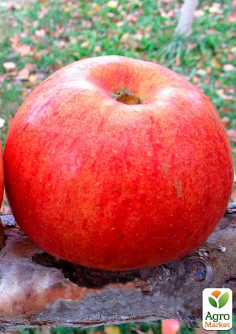 Эксклюзив! Яблоня колоновидная желтоватая с темно-красным румянцем "Яблочный шедевр" (Apple masterpiece) (премиальный скороплодный сорт) - фото 3